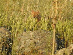 Canis aureus syriacus