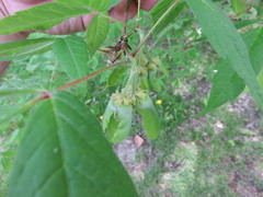 Acer triflorum