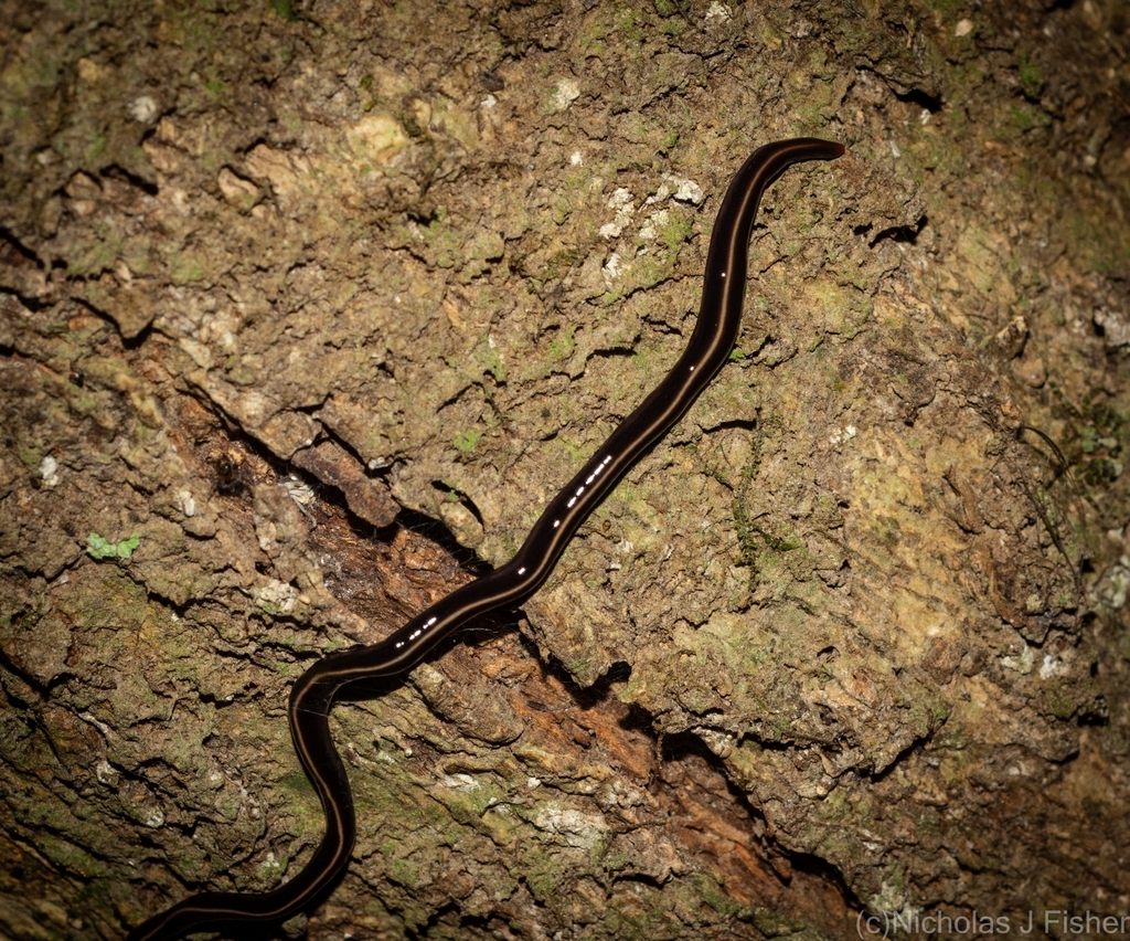 Blue Garden Flatworm from Lismore NSW 2480, Australia on April 18, 2024 ...