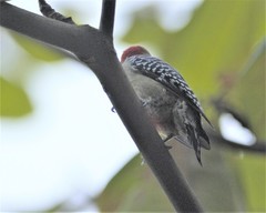 Melanerpes rubricapillus