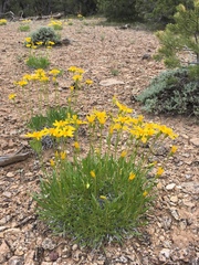 Stenotus armerioides