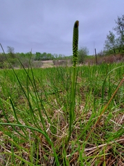 Triglochin concinna concinna