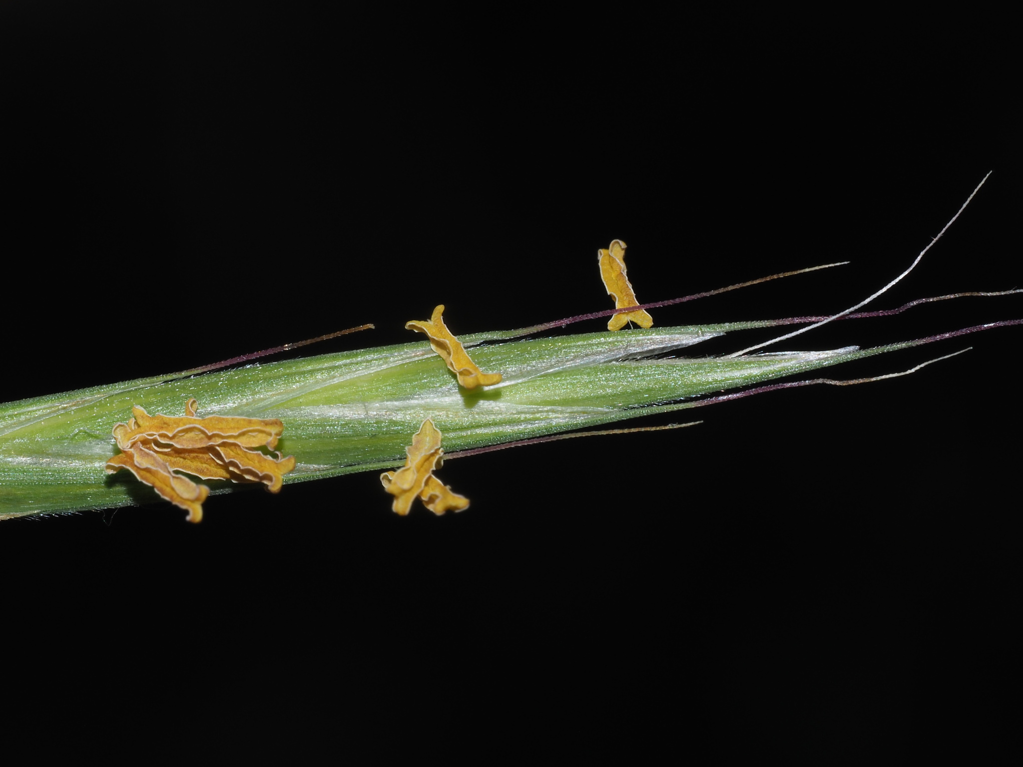 Bromus carinatus var. carinatus