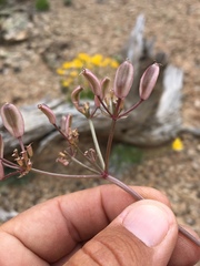 Lomatium eastwoodiae