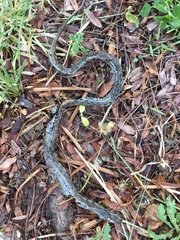 Thamnophis elegans vagrans