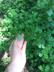 Populus