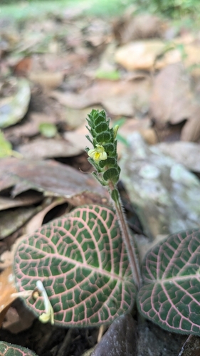 Fittonia albivenis