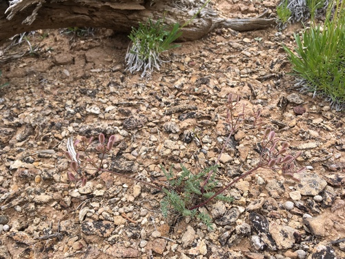 Eastwood's Desertparsley (Lomatium eastwoodiae)
