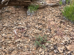 Lomatium eastwoodiae