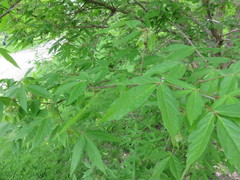 Acer triflorum