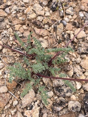 Lomatium eastwoodiae