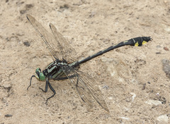 Gomphurus lineatifrons