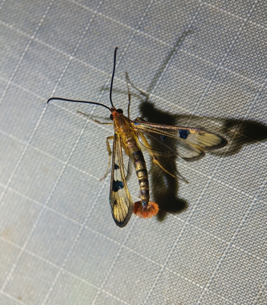 Maple Callus Borer Moth