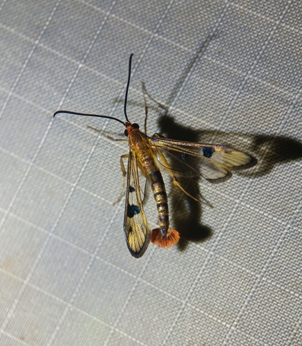 Maple Callus Borer Moth
