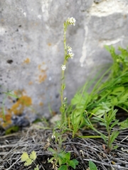 Draba lanceolata