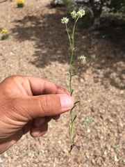 Cryptantha gracilis