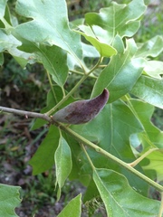 Amphibolips acuminata
