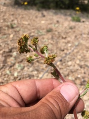 Eriogonum alatum