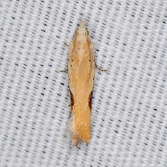 Pseudexentera costomaculana