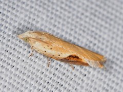 Pseudexentera costomaculana