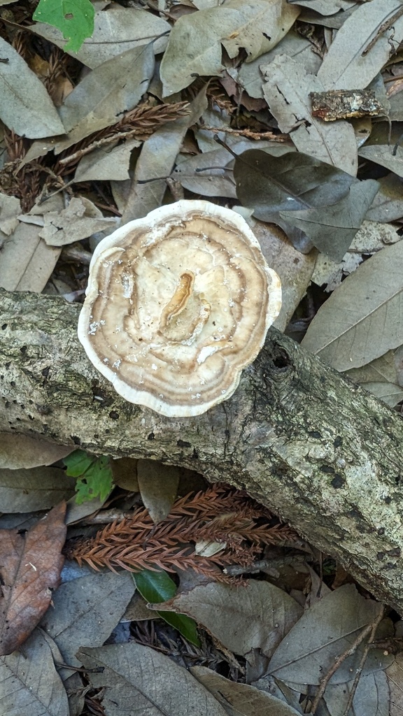 Trametes orientalis · June 2024 · photo: © atsushi_nakajima_cirque (iNaturalist, cc-by)