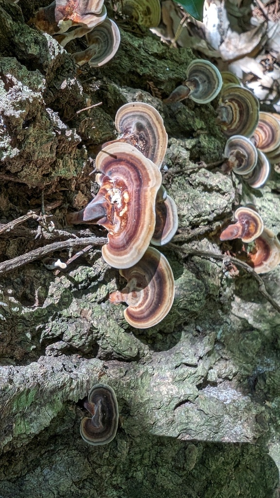 Microporus affinis · June 2024 · photo: © atsushi_nakajima_cirque (iNaturalist, cc-by)