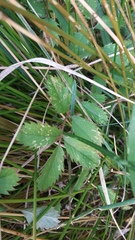 Argentina anserinoides