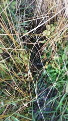 Argentina anserinoides