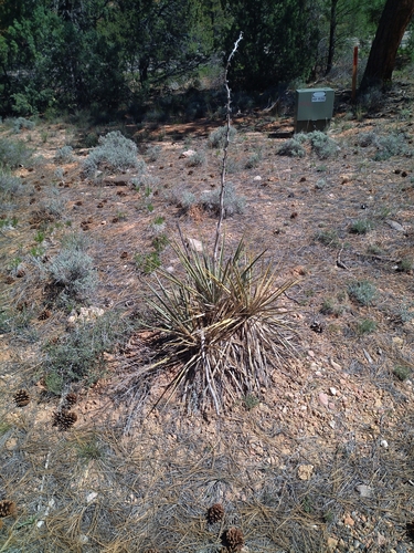 Yucca harrimaniae