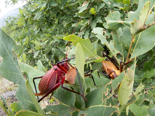 Central Texas Leaf-Katydid photo 3