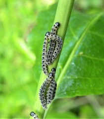 Yponomeuta cagnagella