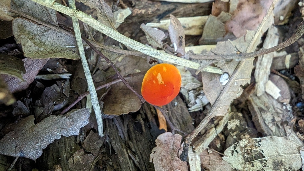 Pluteus aurantiorugosus · June 2024 · photo: © atsushi_nakajima_cirque (iNaturalist, cc-by)