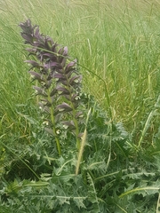 Acanthus syriacus