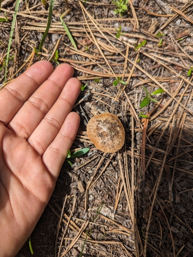 iNaturalist observation photo of Crassisporium funariophilum