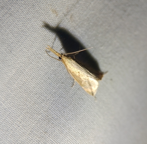 Long-beaked Donacaula Moth photo 5