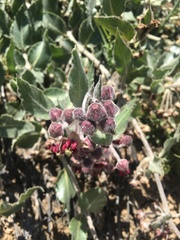 Asclepias californica californica