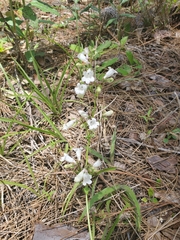 Penstemon multiflorus