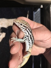 Aspidoscelis scalaris