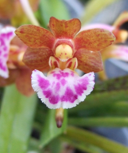 Fan-Shaped Aerides