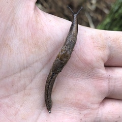 Helicarionoidea