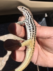 Aspidoscelis scalaris