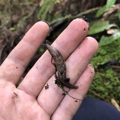 Helicarionoidea