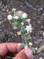 Oreocarya flavoculata
