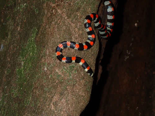 Black-banded Snake