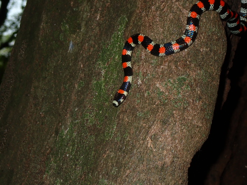Black-banded Snake