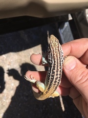 Aspidoscelis scalaris