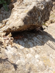 Rhynocoris punctiventris