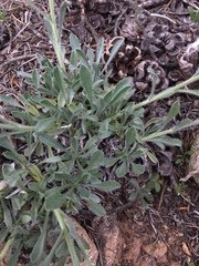 Oreocarya flavoculata