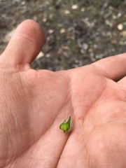 Oreocarya flavoculata