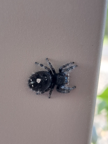 Bold Jumping Spider photographed in Wyoming